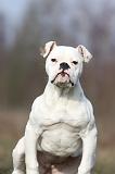 BOULEDOGUE AMERICAIN 006